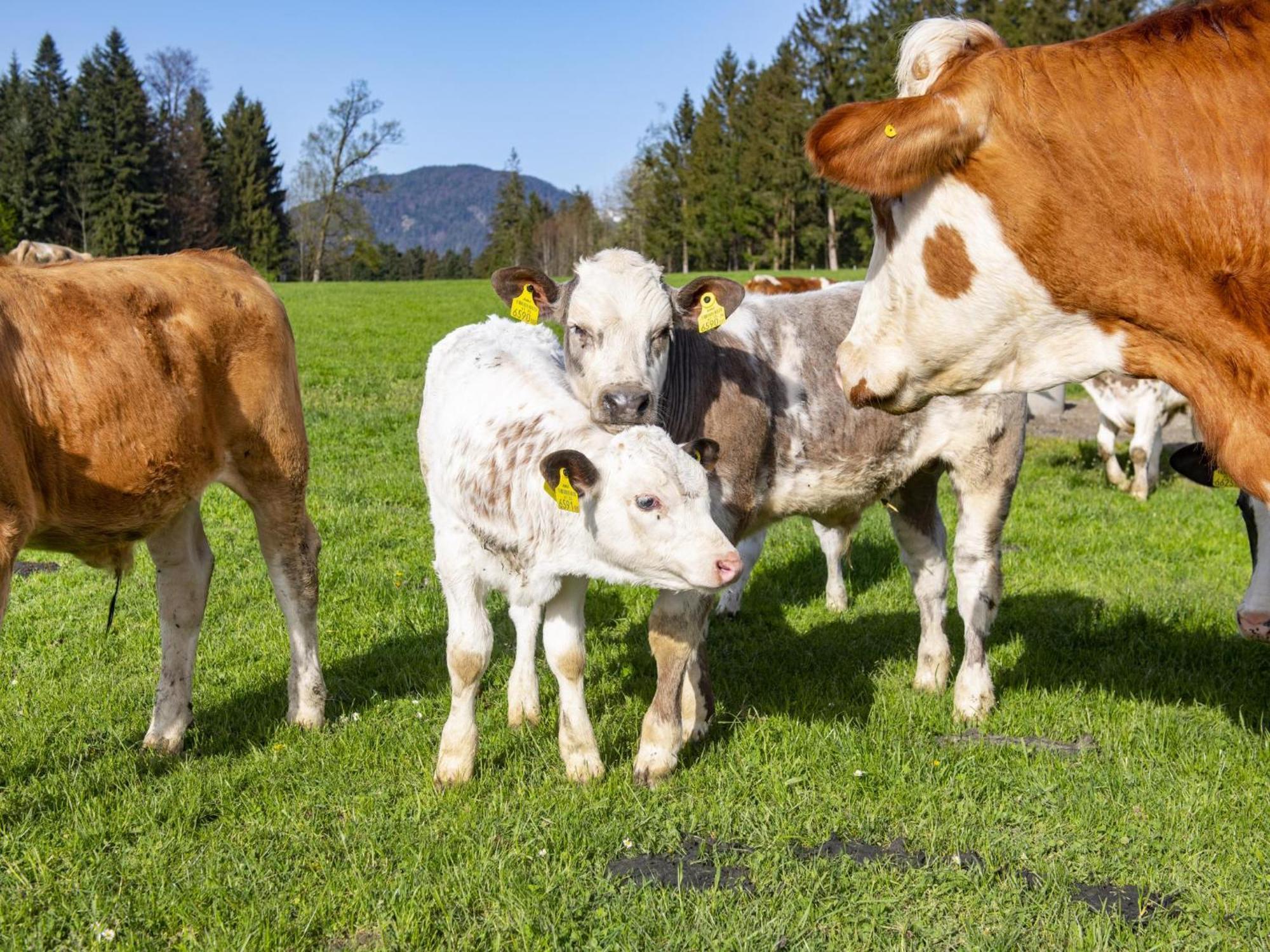 Appartamento Auszeit Am Bauernhof Schwoich Esterno foto